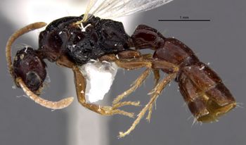 Media type: image;   Entomology 29300 Aspect: habitus lateral view